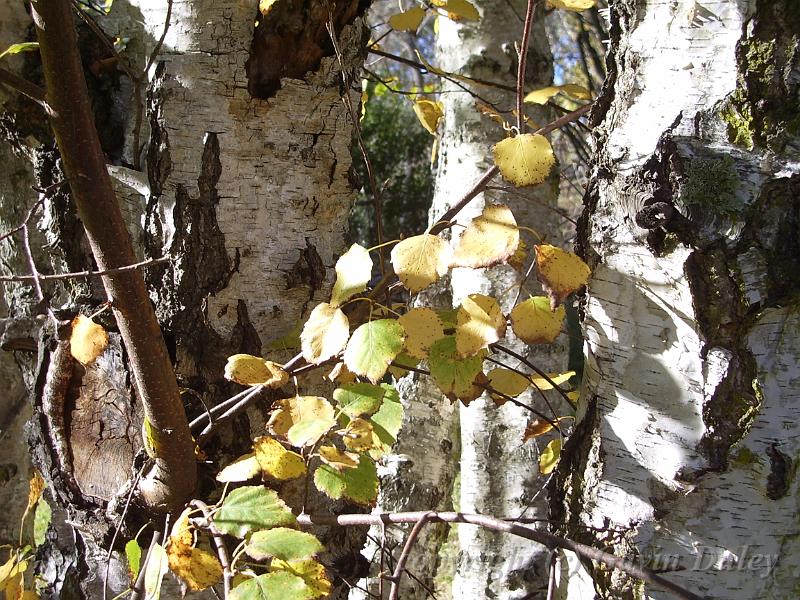 Silver birch, University of New England IMGP8867.JPG